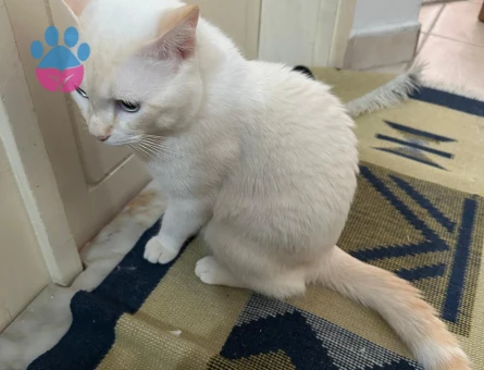 Siyam-Scotish kırması kedimize eş arıyoruz. (10 Aylık)