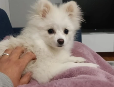 Köpek - 118974011