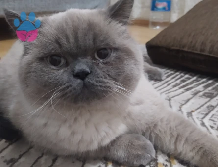 British Shorthair Leo 1 Yaşında Eş Arıyor