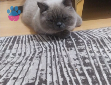 British Shorthair Leo 1 Yaşında Eş Arıyor