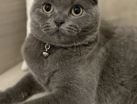 Scottish Fold Kızıma Eş Arıyorum - 118981722