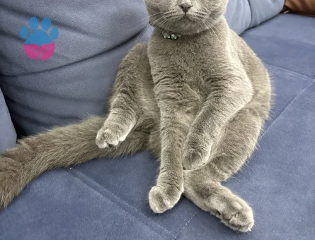 Scottish Fold Kızıma Eş Arıyorum