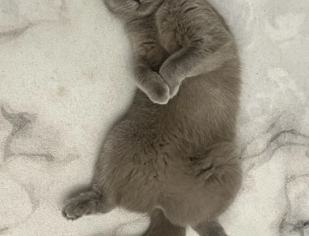 Scottish Fold cins kızıma eş arıyoruz - 118981723