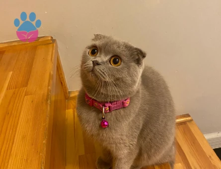 Scottish Fold cins kızıma eş arıyoruz