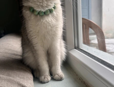 British Shorthair 2 Yaşında Kedime Eş Arıyorum - 118981724