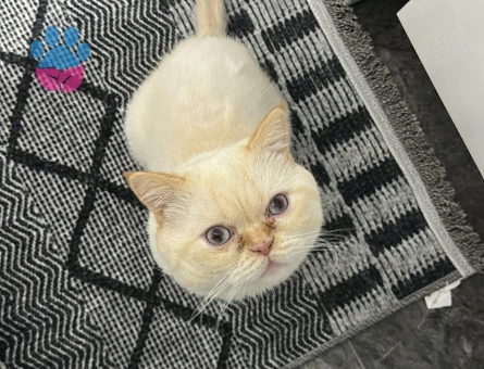 British shorthair 1,5 Yaşında Eş Arıyorum