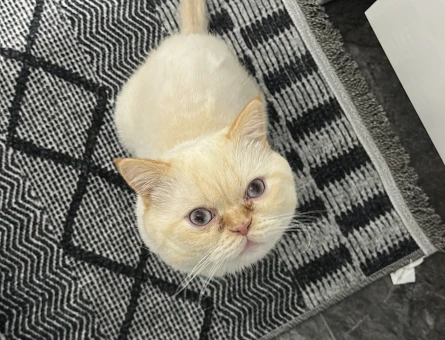 British shorthair 1,5 Yaşında Eş Arıyorum - 118981725