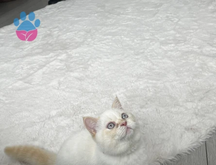 British shorthair 1,5 Yaşında Eş Arıyorum