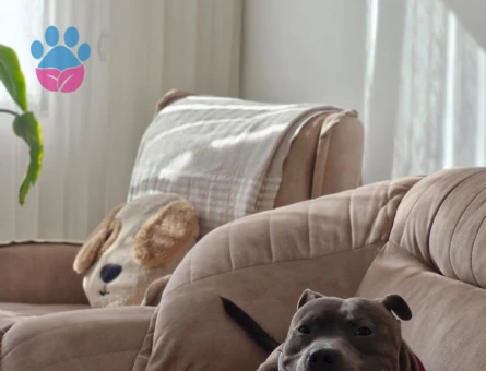 A secereli Oğluma eş arıyorum