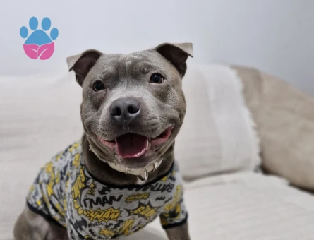 A secereli Oğluma eş arıyorum