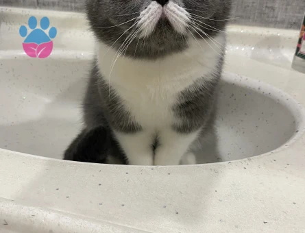 İran Kedisi Oğluma Eş Arıyorum