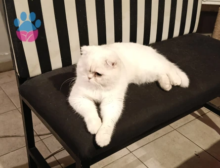 Oğlum korsan'a dişi arıyorum