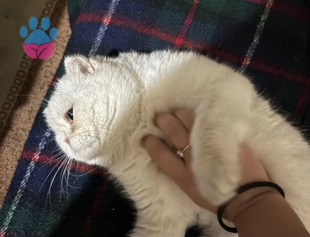 Oğlum korsan'a dişi arıyorum