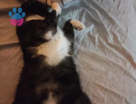 Scottish Fold 1 Yaşında Erkek Kedim Eş Arıyor