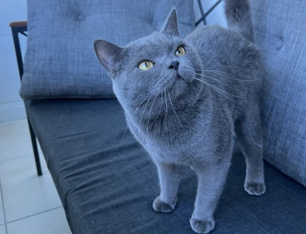 British shorthair erkek - 118974928