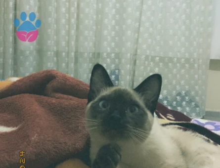 Siyam Kedim Eş Arıyor Kızgınlıkta