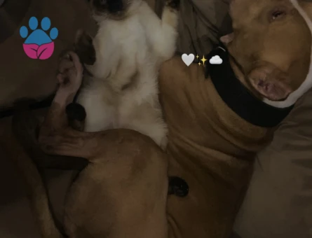 Siyam Kedim Eş Arıyor Kızgınlıkta