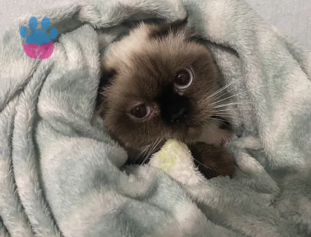 Scotish Fold  dişi kedime eş arıyorum