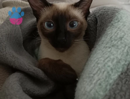 Siyam 3 Yaşında Kızım Eş Arıyor