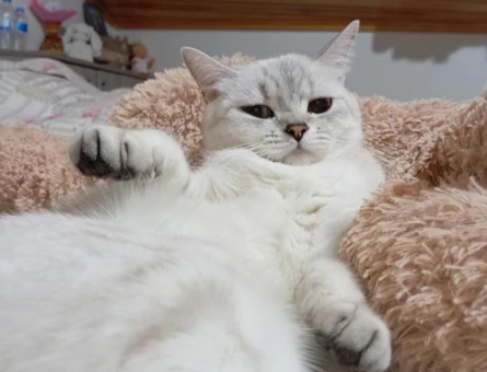 British Shorthair Kızıma eş arıyorum - 118974940