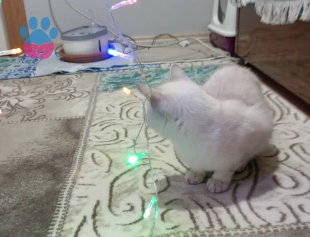 British Shorthair Kızıma eş arıyorum