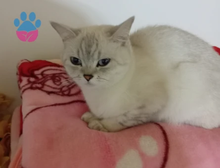 British Shorthair Kızıma eş arıyorum