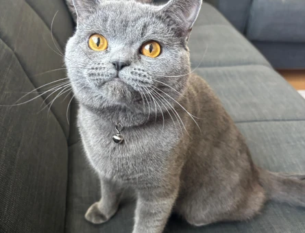 British Shorthair 1 Yaşında Eş Arıyor - 118974941