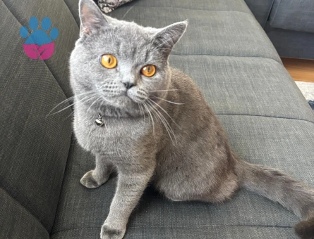 British Shorthair 1 Yaşında Eş Arıyor