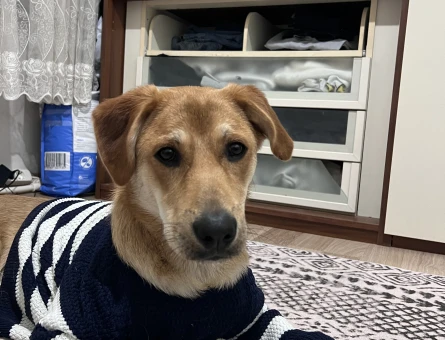 Golden - Labrador mix Buddy Eş Arıyor - 118974943