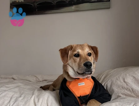 Golden - Labrador mix Buddy Eş Arıyor