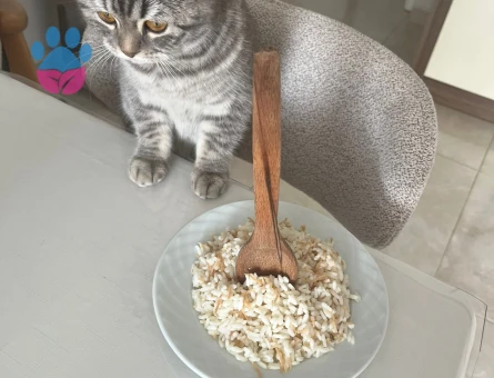 British Shorthair Mayıs Eş Arıyor