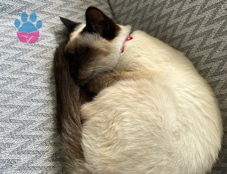 Siyam Kedim Yağmur eş arıyor