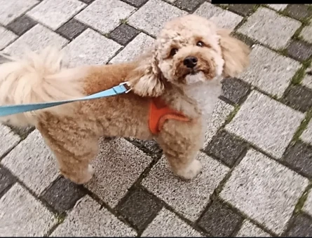 Toy Poodle Odin Eş Arıyor - 118974950