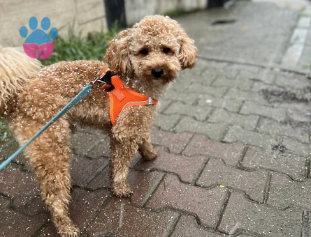 Toy Poodle Odin Eş Arıyor