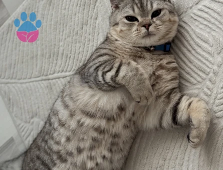 1 yaşında oğlumuza gelin adayi ariyoruz