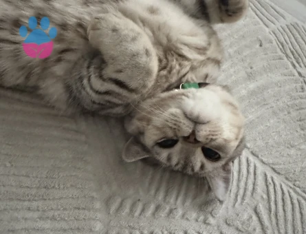 1 yaşında oğlumuza gelin adayi ariyoruz