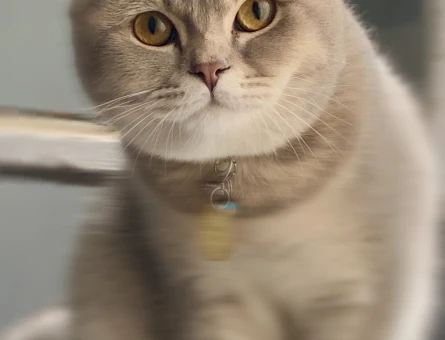 British Shorthair 1 Yaşında Eş Arıyor - 118974952
