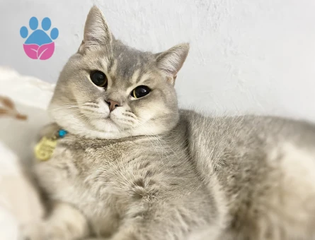 British Shorthair 1 Yaşında Eş Arıyor