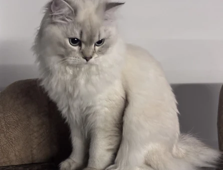 British Longhair 1 Yaşında Eş Arıyor - 118974953