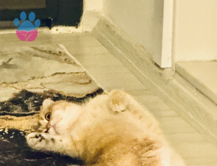 Scottish Fold Kedime British Golden Arıyorum