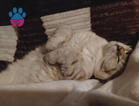 Ragdoll Cinsi Oğlum İçin Eş Arıyorum