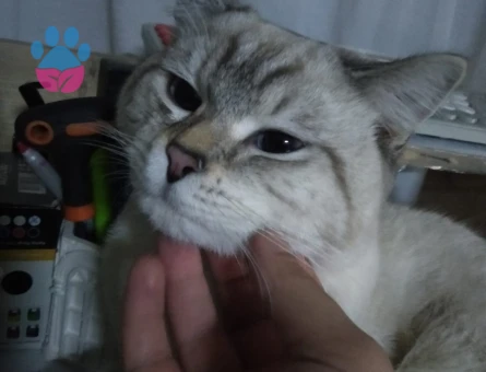 Ragdoll Cinsi Oğlum İçin Eş Arıyorum