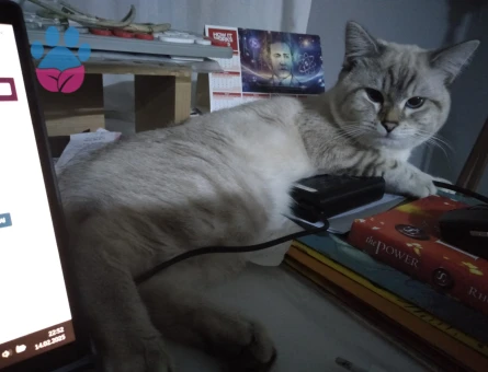 Ragdoll Cinsi Oğlum İçin Eş Arıyorum