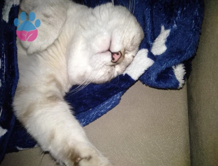 Ragdoll Cinsi Oğlum İçin Eş Arıyorum