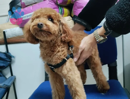 Toy poodle 8 Aylık Eş Aranıyor