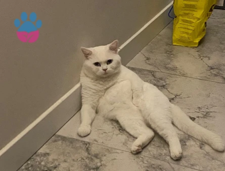 British Shorthair 1,5 Yaşında Eş Arıyor