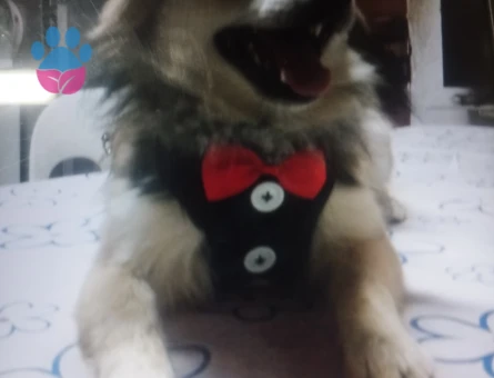 Pomeryan spits cinsi 1 yaşında oğlumuza eş arıyoruz