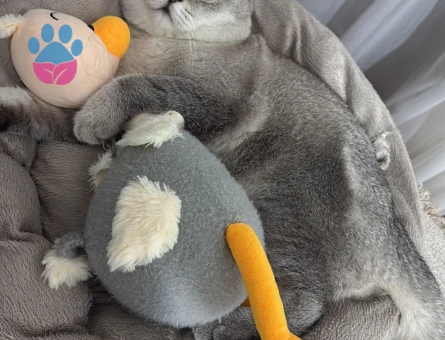 16 Aylık Scottish Kedimiz İçin Eş