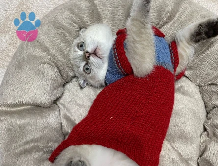 16 Aylık Scottish Kedimiz İçin Eş