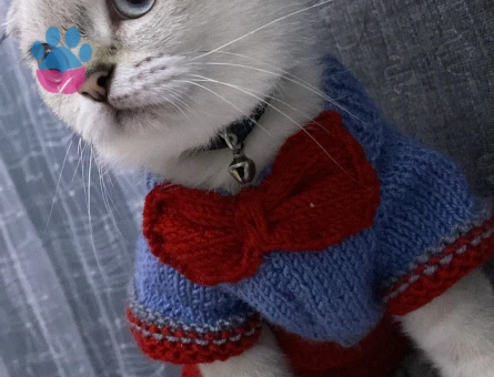 16 Aylık Scottish Kedimiz İçin Eş